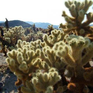 Cloudy deserts wallpaper