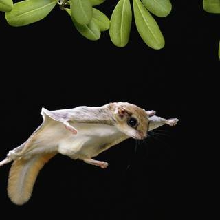 Sugar glider wallpaper
