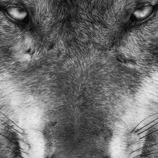 Wolf face wallpaper