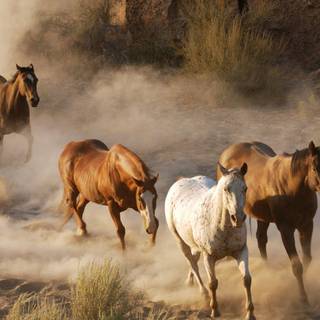 Mix animals wallpaper