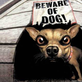 Mix animals wallpaper