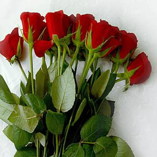 Beautiful rose HD wallpaper