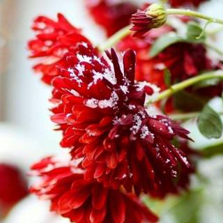 Winter flowers wallpaper