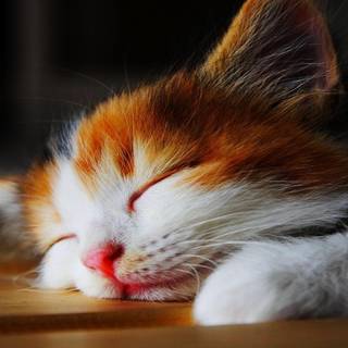 Cute kittens HD wallpaper