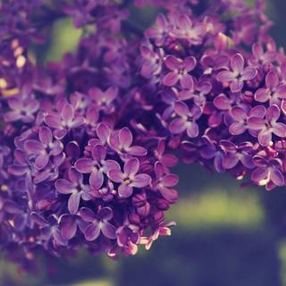 Lilas wallpaper
