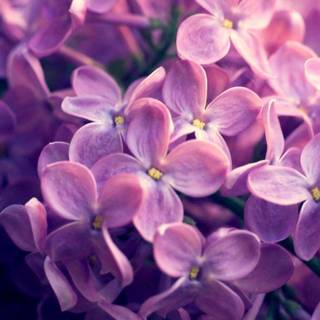 Lilas wallpaper