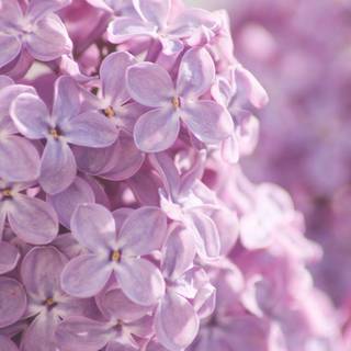 Lilas wallpaper