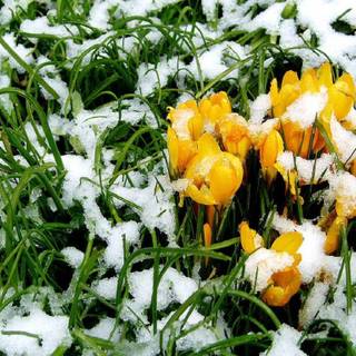 First day of spring wallpaper