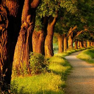 Relaxation wallpaper