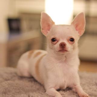 Chihuahua HD wallpaper