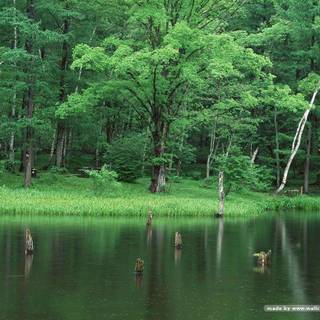 Nature made color wallpaper