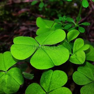 Lucky charm wallpaper