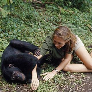 Jane Goodall wallpaper