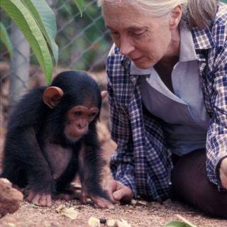 Jane Goodall wallpaper
