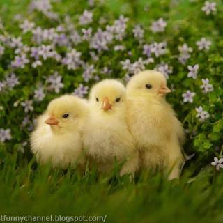 Baby chicks Easter wallpaper