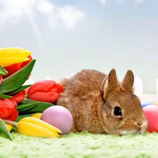 Easter bunny HD wallpaper