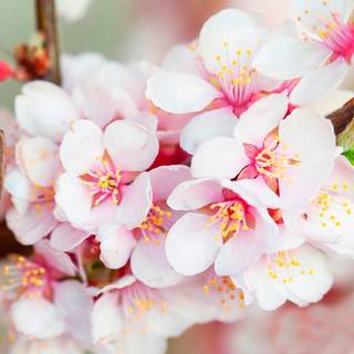 Cherry tree wallpaper