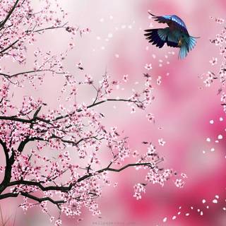 Cherry tree wallpaper