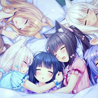 Anime Nekopara wallpaper