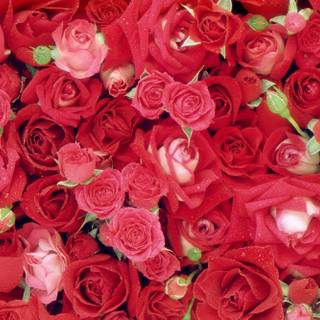Pretty roses wallpaper