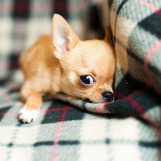 Chihuahuas wallpaper