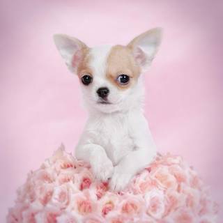 Chihuahuas wallpaper