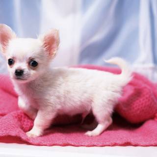 Chihuahuas wallpaper