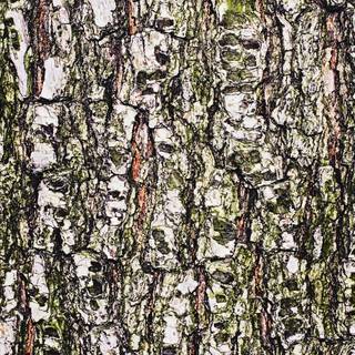 Bark wallpaper