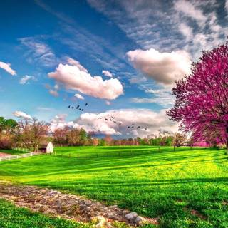 Spring nature HD wallpaper
