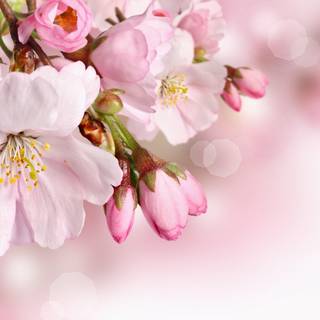 Flowers spring wallpaper