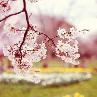 Spring 2018 wallpaper