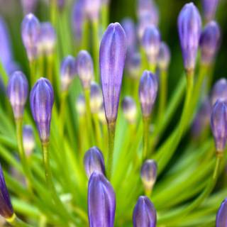 Spring 2018 wallpaper