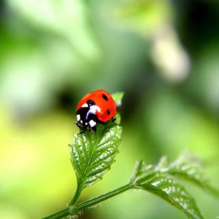 Ladybird wallpaper