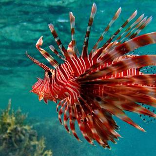 Sea life HD wallpaper