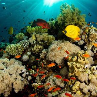 Coral reefs wallpaper