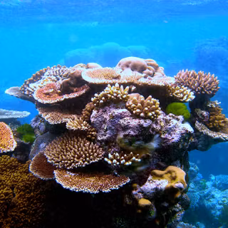 Coral reefs wallpaper