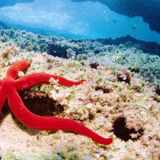 Coral reefs wallpaper