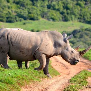 White rhinoceros wallpaper