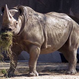 White rhinoceros wallpaper