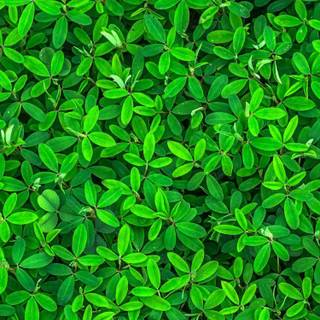 Green iPhone wallpaper