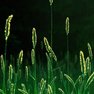 Green iPhone wallpaper