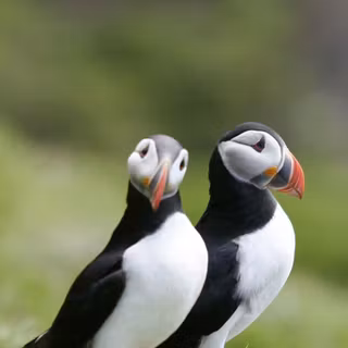 Puffin wallpaper
