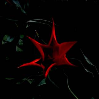 Green and red wallpaper