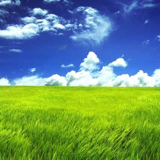 Greenish wallpaper