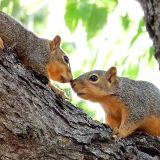 Squirrels wallpaper