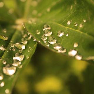 Water drop focus wallpaper