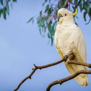 Cockatoo wallpaper