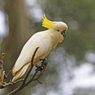 Cockatoo wallpaper