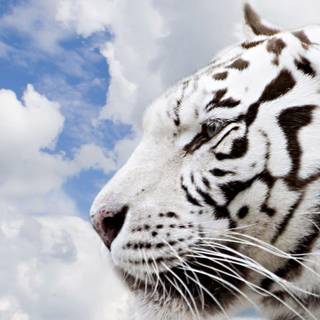 White siberian tiger wallpaper