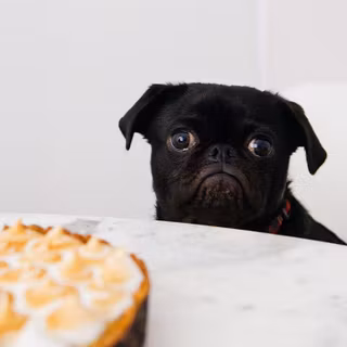 National Puppy Day 2018 wallpaper